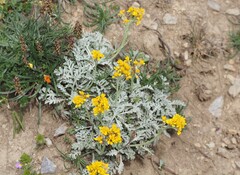 Jacobaea incana