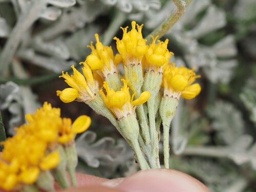 Jacobaea incana, photograph 1