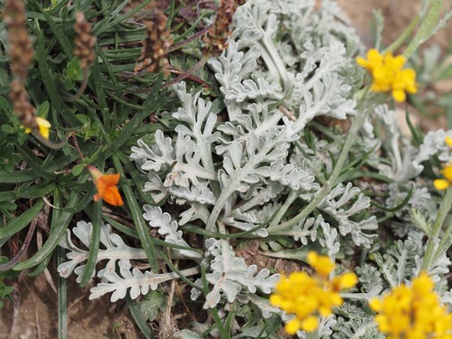 Jacobaea incana, photograph 2