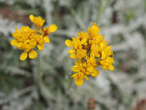 Jacobaea incana, photograph 3