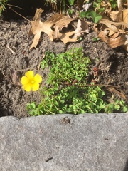 Oxalis
