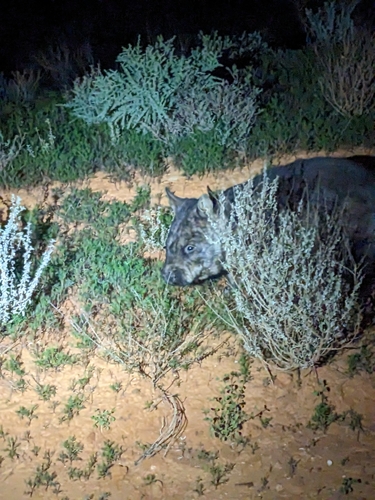 Southern Hairy-nosed Wombat