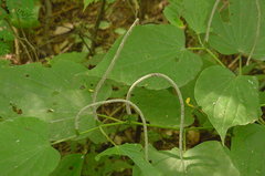 Piper auritum