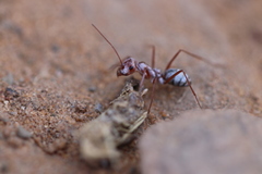 Cataglyphis bombycina