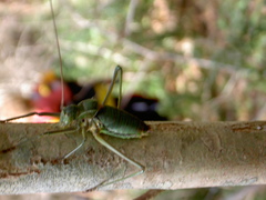 Callicrania ramburii