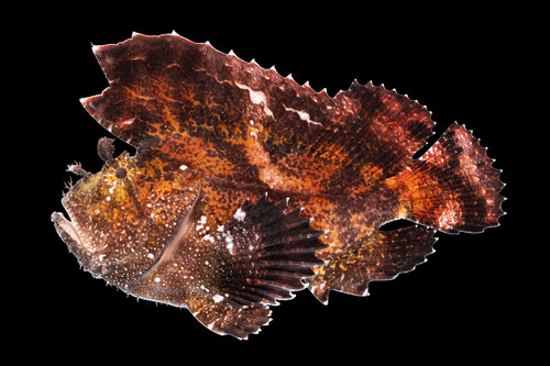 Leaf fish (Taenianotus triacanthus) — Scorpaenidae — 2