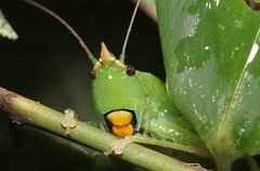 Copiphora