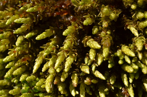 Ptychostomum schleicheri observed 2026-07-27