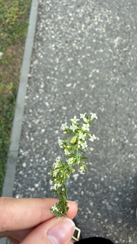 Spreading Bedstraw