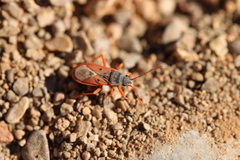 Cosmopleurus fulvipes