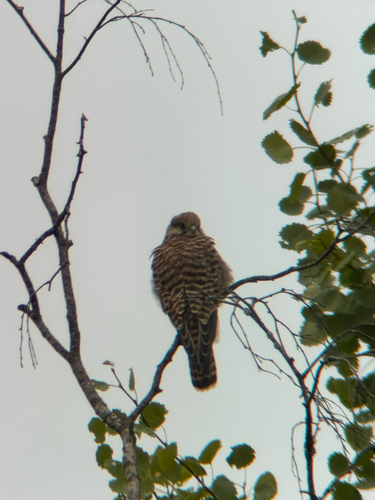 Eurasian Kestrel