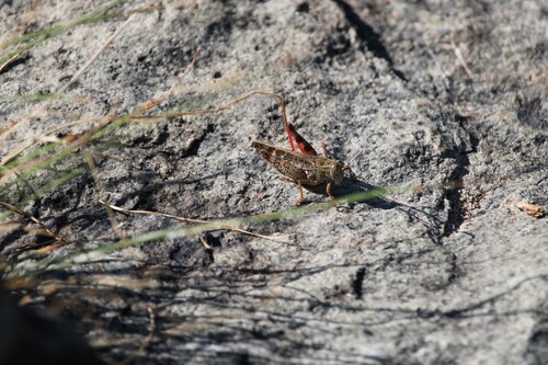 Italian locust