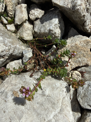 Saxifraga biflora, photograph (c) Codrin Bucur, some rights reserved (CC BY)