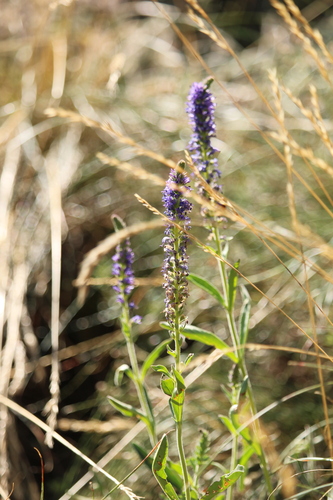Spiked Speedwell