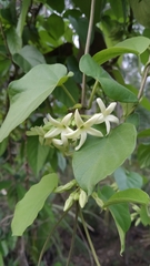 Telosma cordata