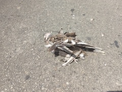 Streptopelia chinensis