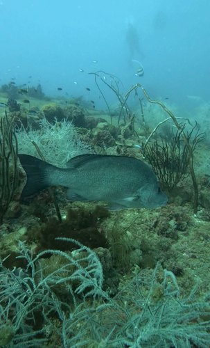 Lutjanus lemniscatus observed 2026-07-29