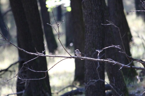 Spotted Flycatcher