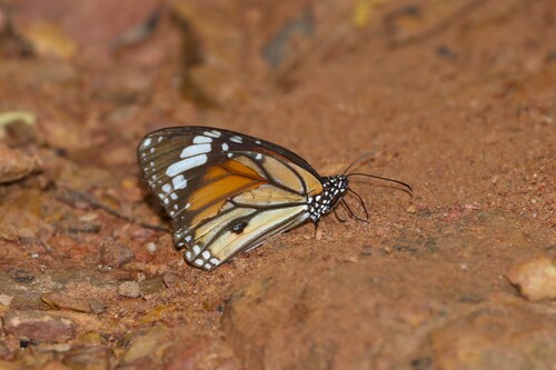 Common Tiger Butterfly