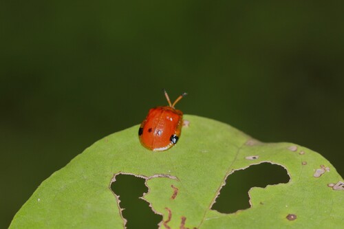 Basiprionota westermanni