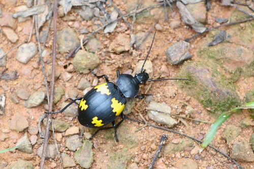 Craspedophorus sublaevis