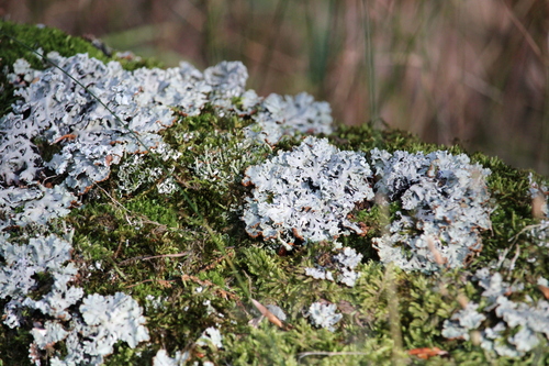 Hooded Tube Lichen