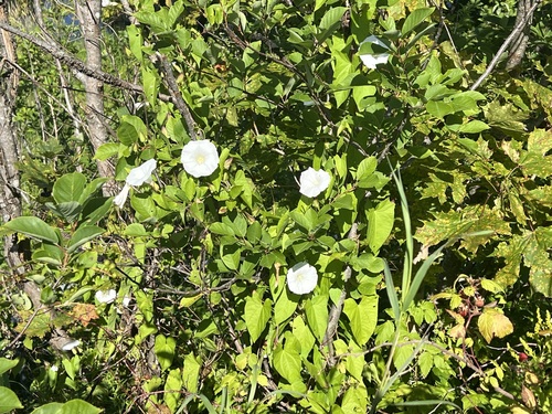 hedge bindweed