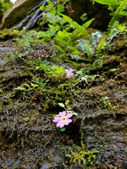 Primula obconica