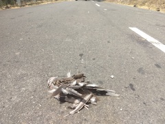 Streptopelia chinensis