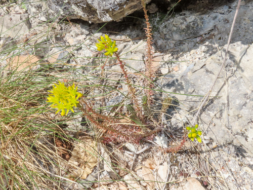 Petrosedum montanum, photograph 4