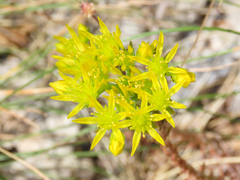 Petrosedum montanum, photograph (c) Emanuele Santarelli, some rights reserved (CC BY-SA)