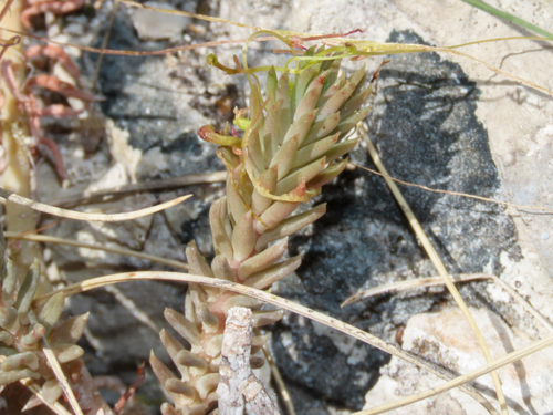 Petrosedum montanum, photograph 3