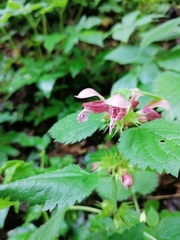 Lamium orvala