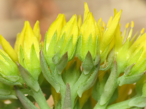Petrosedum montanum, photograph 2