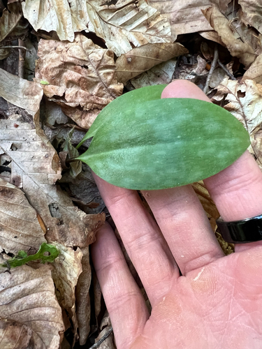 Erythronium americanum, photograph 5