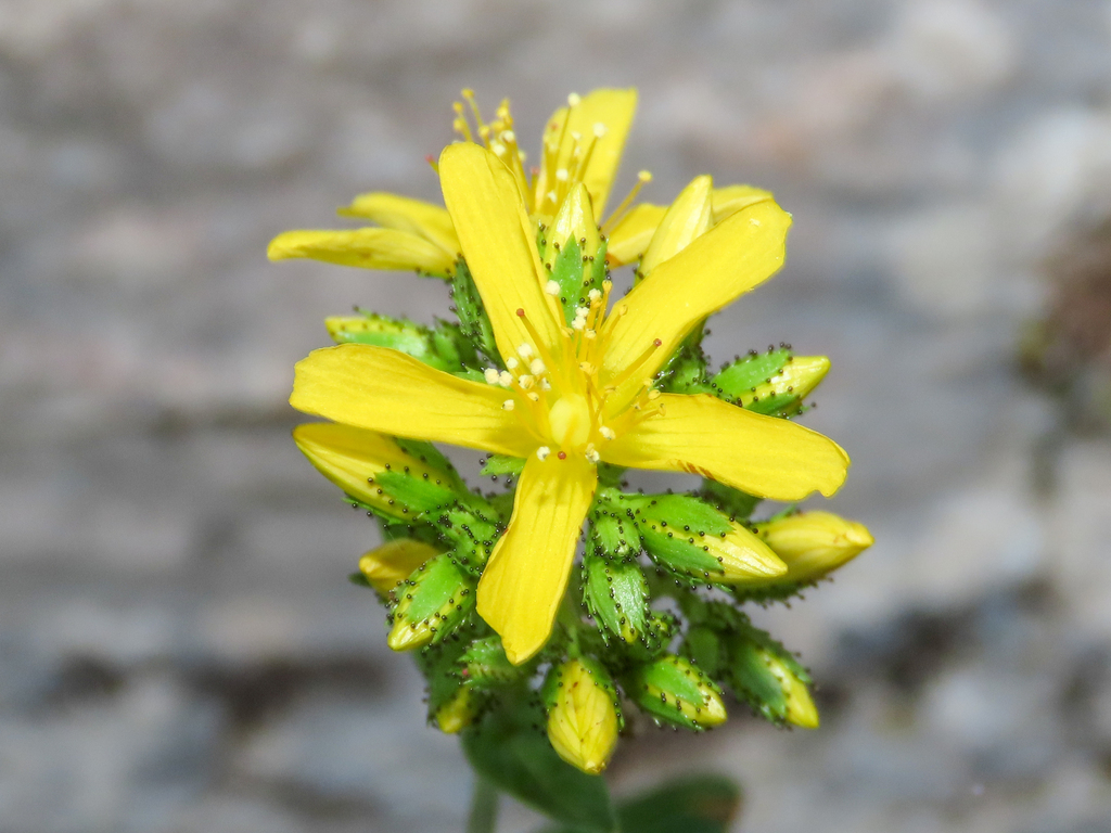 Hypericum montanum; photograph (c) Emanuele Santarelli, some rights reserved (CC BY-SA)