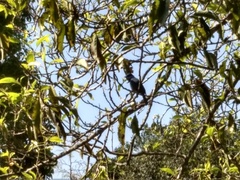 Eumyias albicaudatus