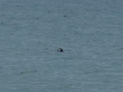Phoca vitulina richardii