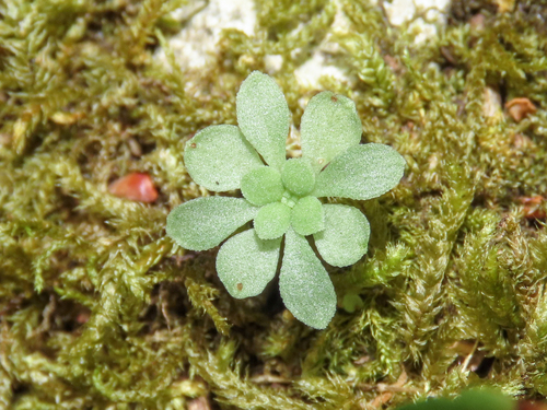 Sedum cepaea, photograph 3