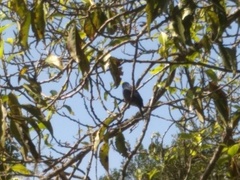 Eumyias albicaudatus