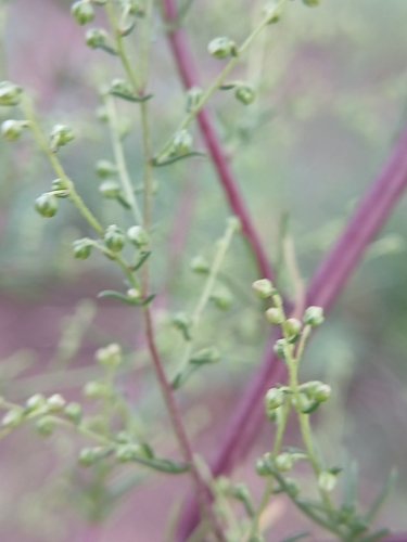 Artemisia scoparia, photograph 4
