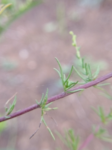 Artemisia scoparia, photograph 5