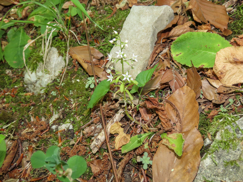Sedum cepaea, photograph 4