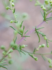 Artemisia scoparia, photograph (c) Святослав Власенко, some rights reserved (CC BY)