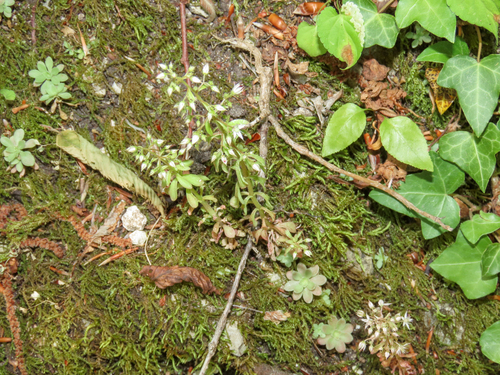 Sedum cepaea, photograph 5