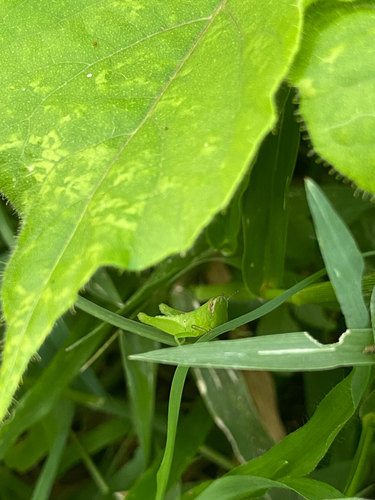 Short-winged Rice Grasshopper
