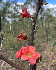 Brachychiton paradoxus