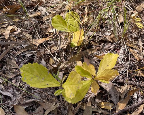 Premna herbacea observed 2026-07-29