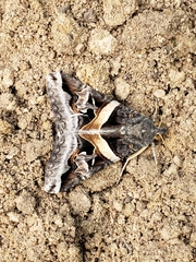 Melipotis perpendicularis