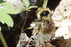 Bombus centralis